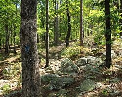 Ouachita Trail: 08.0-13.4 - Deadman's Gap to Cedar Branch to Wildhorse Creek (Section 1) photo Ouachita Trail: 08.0-13.4 - Deadman's Gap to Cedar Branch to Wildhorse Creek (Section 1) photo