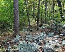 Ouachita Trail: 08.0-13.4 - Deadman's Gap to Cedar Branch to Wildhorse Creek (Section 1) photo Ouachita Trail: 08.0-13.4 - Deadman's Gap to Cedar Branch to Wildhorse Creek (Section 1) photo