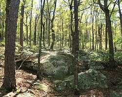 Ouachita Trail: 08.0-13.4 - Deadman's Gap to Cedar Branch to Wildhorse Creek (Section 1) photo Ouachita Trail: 08.0-13.4 - Deadman's Gap to Cedar Branch to Wildhorse Creek (Section 1) photo