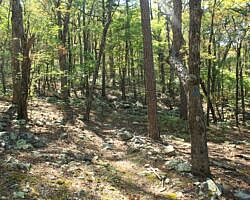 Ouachita Trail: 08.0-13.4 - Deadman's Gap to Cedar Branch to Wildhorse Creek (Section 1) photo Ouachita Trail: 08.0-13.4 - Deadman's Gap to Cedar Branch to Wildhorse Creek (Section 1) photo