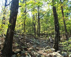 Ouachita Trail: 08.0-13.4 - Deadman's Gap to Cedar Branch to Wildhorse Creek (Section 1) photo Ouachita Trail: 08.0-13.4 - Deadman's Gap to Cedar Branch to Wildhorse Creek (Section 1) photo