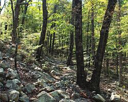 Ouachita Trail: 08.0-13.4 - Deadman's Gap to Cedar Branch to Wildhorse Creek (Section 1) photo Ouachita Trail: 08.0-13.4 - Deadman's Gap to Cedar Branch to Wildhorse Creek (Section 1) photo