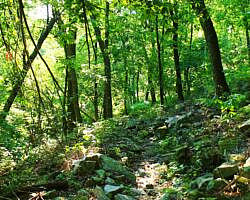 Ouachita Trail: 13.4-19.9 Wildhorse Creek to Holson Valley Vista to Horsethief Springs (Section 1) photo Ouachita Trail: 13.4-19.9 Wildhorse Creek to Holson Valley Vista to Horsethief Springs (Section 1) photo