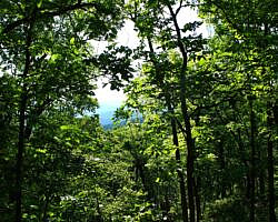 Ouachita Trail: 13.4-19.9 Wildhorse Creek to Holson Valley Vista to Horsethief Springs (Section 1) photo Ouachita Trail: 13.4-19.9 Wildhorse Creek to Holson Valley Vista to Horsethief Springs (Section 1) photo