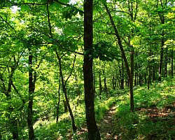 Ouachita Trail: 13.4-19.9 Wildhorse Creek to Holson Valley Vista to Horsethief Springs (Section 1) photo Ouachita Trail: 13.4-19.9 Wildhorse Creek to Holson Valley Vista to Horsethief Springs (Section 1) photo