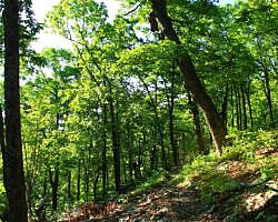 Ouachita Trail: 13.4-19.9 Wildhorse Creek to Holson Valley Vista to Horsethief Springs (Section 1) photo Ouachita Trail: 13.4-19.9 Wildhorse Creek to Holson Valley Vista to Horsethief Springs (Section 1) photo