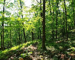 Ouachita Trail: 13.4-19.9 Wildhorse Creek to Holson Valley Vista to Horsethief Springs (Section 1) photo Ouachita Trail: 13.4-19.9 Wildhorse Creek to Holson Valley Vista to Horsethief Springs (Section 1) photo