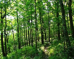 Ouachita Trail: 13.4-19.9 Wildhorse Creek to Holson Valley Vista to Horsethief Springs (Section 1) photo Ouachita Trail: 13.4-19.9 Wildhorse Creek to Holson Valley Vista to Horsethief Springs (Section 1) photo