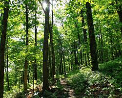 Ouachita Trail: 13.4-19.9 Wildhorse Creek to Holson Valley Vista to Horsethief Springs (Section 1) photo Ouachita Trail: 13.4-19.9 Wildhorse Creek to Holson Valley Vista to Horsethief Springs (Section 1) photo