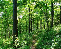 Ouachita Trail: 13.4-19.9 Wildhorse Creek to Holson Valley Vista to Horsethief Springs (Section 1) photo Ouachita Trail: 13.4-19.9 Wildhorse Creek to Holson Valley Vista to Horsethief Springs (Section 1) photo