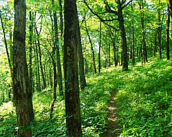 Ouachita Trail: 13.4-19.9 Wildhorse Creek to Holson Valley Vista to Horsethief Springs (Section 1) photo Ouachita Trail: 13.4-19.9 Wildhorse Creek to Holson Valley Vista to Horsethief Springs (Section 1) photo