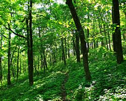 Ouachita Trail: 13.4-19.9 Wildhorse Creek to Holson Valley Vista to Horsethief Springs (Section 1) photo Ouachita Trail: 13.4-19.9 Wildhorse Creek to Holson Valley Vista to Horsethief Springs (Section 1) photo