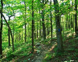 Ouachita Trail: 13.4-19.9 Wildhorse Creek to Holson Valley Vista to Horsethief Springs (Section 1) photo Ouachita Trail: 13.4-19.9 Wildhorse Creek to Holson Valley Vista to Horsethief Springs (Section 1) photo