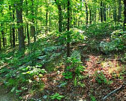 Ouachita Trail: 13.4-19.9 Wildhorse Creek to Holson Valley Vista to Horsethief Springs (Section 1) photo Ouachita Trail: 13.4-19.9 Wildhorse Creek to Holson Valley Vista to Horsethief Springs (Section 1) photo