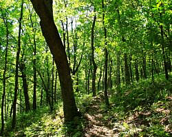 Ouachita Trail: 13.4-19.9 Wildhorse Creek to Holson Valley Vista to Horsethief Springs (Section 1) photo Ouachita Trail: 13.4-19.9 Wildhorse Creek to Holson Valley Vista to Horsethief Springs (Section 1) photo