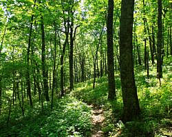 Ouachita Trail: 13.4-19.9 Wildhorse Creek to Holson Valley Vista to Horsethief Springs (Section 1) photo Ouachita Trail: 13.4-19.9 Wildhorse Creek to Holson Valley Vista to Horsethief Springs (Section 1) photo