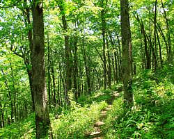 Ouachita Trail: 13.4-19.9 Wildhorse Creek to Holson Valley Vista to Horsethief Springs (Section 1) photo Ouachita Trail: 13.4-19.9 Wildhorse Creek to Holson Valley Vista to Horsethief Springs (Section 1) photo