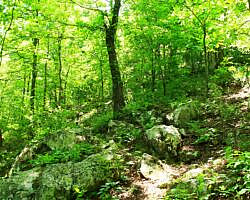 Ouachita Trail: 13.4-19.9 Wildhorse Creek to Holson Valley Vista to Horsethief Springs (Section 1) photo Ouachita Trail: 13.4-19.9 Wildhorse Creek to Holson Valley Vista to Horsethief Springs (Section 1) photo