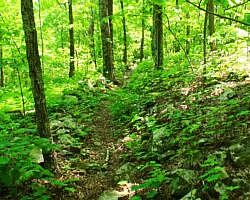 Ouachita Trail: 13.4-19.9 Wildhorse Creek to Holson Valley Vista to Horsethief Springs (Section 1) photo Ouachita Trail: 13.4-19.9 Wildhorse Creek to Holson Valley Vista to Horsethief Springs (Section 1) photo