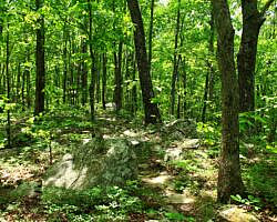 Ouachita Trail: 13.4-19.9 Wildhorse Creek to Holson Valley Vista to Horsethief Springs (Section 1) photo Ouachita Trail: 13.4-19.9 Wildhorse Creek to Holson Valley Vista to Horsethief Springs (Section 1) photo