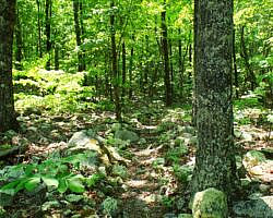 Ouachita Trail: 13.4-19.9 Wildhorse Creek to Holson Valley Vista to Horsethief Springs (Section 1) photo Ouachita Trail: 13.4-19.9 Wildhorse Creek to Holson Valley Vista to Horsethief Springs (Section 1) photo