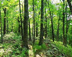 Ouachita Trail: 13.4-19.9 Wildhorse Creek to Holson Valley Vista to Horsethief Springs (Section 1) photo Ouachita Trail: 13.4-19.9 Wildhorse Creek to Holson Valley Vista to Horsethief Springs (Section 1) photo