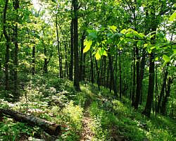Ouachita Trail: 13.4-19.9 Wildhorse Creek to Holson Valley Vista to Horsethief Springs (Section 1) photo Ouachita Trail: 13.4-19.9 Wildhorse Creek to Holson Valley Vista to Horsethief Springs (Section 1) photo