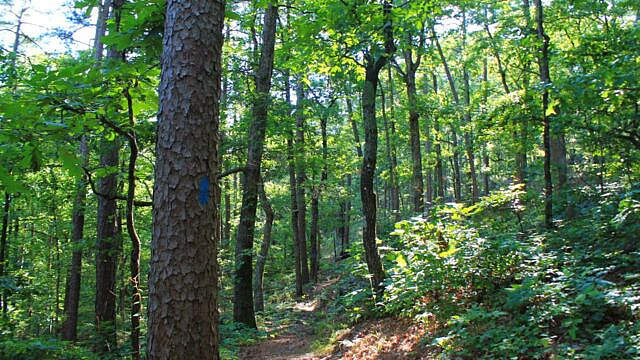 Brushy Creek Trail Loop (Ouachita Forest) – 7 mi photo Brushy Creek Trail Loop (Ouachita Forest) – 7 mi photo