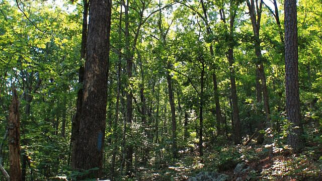 Brushy Creek Trail Loop (Ouachita Forest) – 7 mi photo Brushy Creek Trail Loop (Ouachita Forest) – 7 mi photo