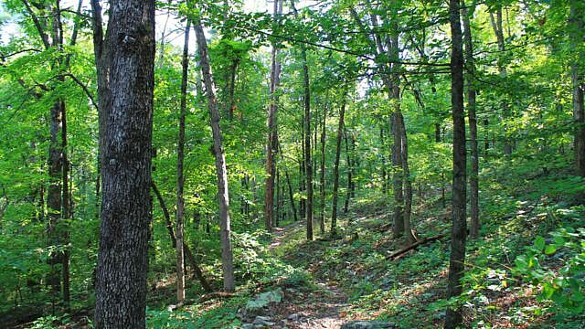 Brushy Creek Trail Loop (Ouachita Forest) – 7 mi photo Brushy Creek Trail Loop (Ouachita Forest) – 7 mi photo
