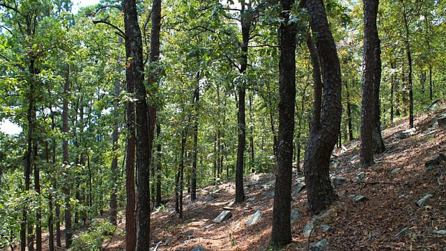 Brushy Creek Trail Loop (Ouachita Forest) – 7 mi photo Brushy Creek Trail Loop (Ouachita Forest) – 7 mi photo