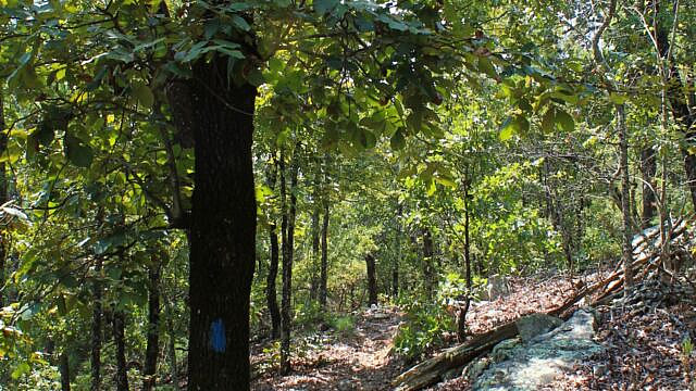Brushy Creek Trail Loop (Ouachita Forest) – 7 mi photo Brushy Creek Trail Loop (Ouachita Forest) – 7 mi photo