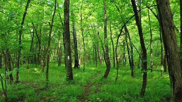 Brushy Creek Trail Loop (Ouachita Forest) – 7 mi photo Brushy Creek Trail Loop (Ouachita Forest) – 7 mi photo