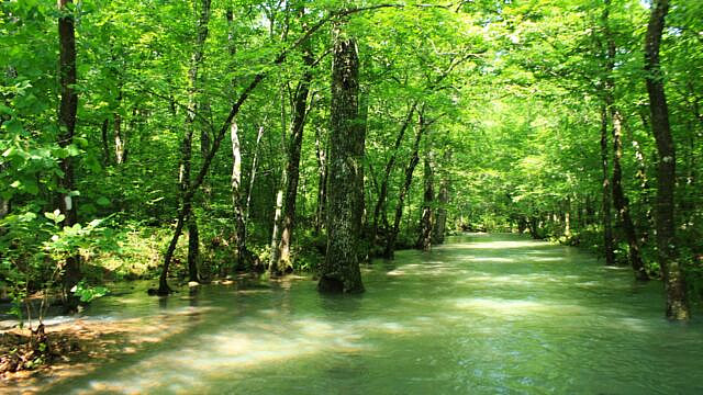 Brushy Creek Trail Loop (Ouachita Forest) – 7 mi photo Brushy Creek Trail Loop (Ouachita Forest) – 7 mi photo