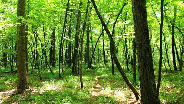 Brushy Creek Trail Loop (Ouachita Forest) – 7 mi photo Brushy Creek Trail Loop (Ouachita Forest) – 7 mi photo