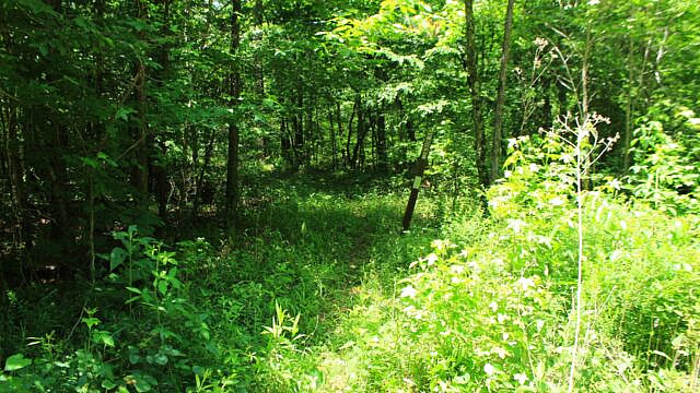 Brushy Creek Trail Loop (Ouachita Forest) – 7 mi photo Brushy Creek Trail Loop (Ouachita Forest) – 7 mi photo