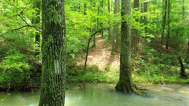 Brushy Creek Trail Loop (Ouachita Forest) – 7 mi photo Brushy Creek Trail Loop (Ouachita Forest) – 7 mi photo