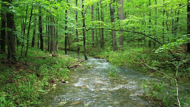 Brushy Creek Trail Loop (Ouachita Forest) – 7 mi photo Brushy Creek Trail Loop (Ouachita Forest) – 7 mi photo