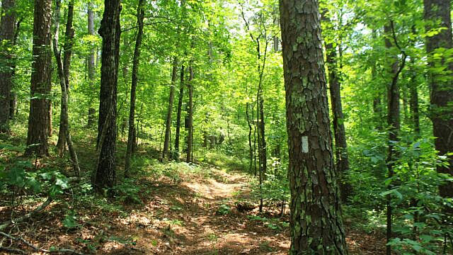 Brushy Creek Trail Loop (Ouachita Forest) – 7 mi photo Brushy Creek Trail Loop (Ouachita Forest) – 7 mi photo