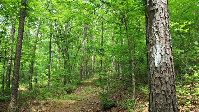Brushy Creek Trail Loop (Ouachita Forest) – 7 mi photo Brushy Creek Trail Loop (Ouachita Forest) – 7 mi photo