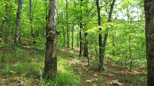 Brushy Creek Trail Loop (Ouachita Forest) – 7 mi photo Brushy Creek Trail Loop (Ouachita Forest) – 7 mi photo
