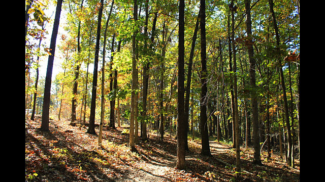 Hobbs: Hidden Diversity - Bashore Ridge Loop - 4 mi photo Hobbs: Hidden Diversity - Bashore Ridge Loop - 4 mi photo