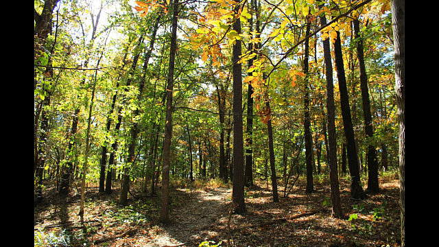 Hobbs: Hidden Diversity - Bashore Ridge Loop - 4 mi photo Hobbs: Hidden Diversity - Bashore Ridge Loop - 4 mi photo