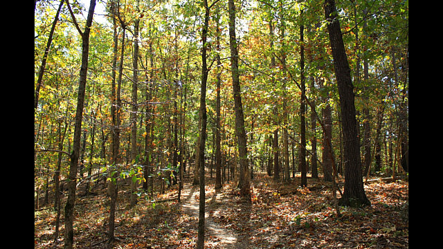 Hobbs: Hidden Diversity - Bashore Ridge Loop - 4 mi photo Hobbs: Hidden Diversity - Bashore Ridge Loop - 4 mi photo