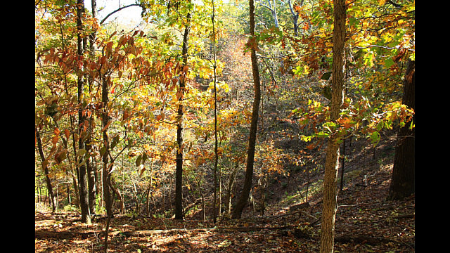Hobbs: Hidden Diversity - Bashore Ridge Loop - 4 mi photo Hobbs: Hidden Diversity - Bashore Ridge Loop - 4 mi photo