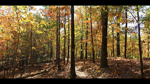 Hobbs: Hidden Diversity - Bashore Ridge Loop - 4 mi photo Hobbs: Hidden Diversity - Bashore Ridge Loop - 4 mi photo