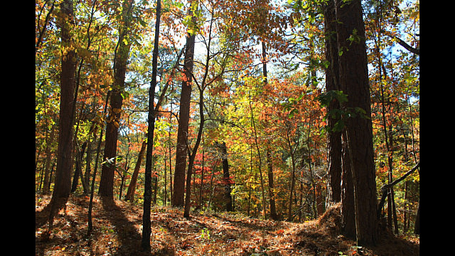 Hobbs: Hidden Diversity - Bashore Ridge Loop - 4 mi photo Hobbs: Hidden Diversity - Bashore Ridge Loop - 4 mi photo