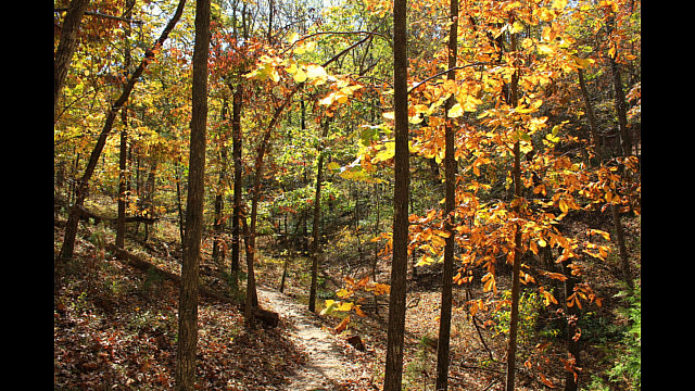 Hobbs: Hidden Diversity - Bashore Ridge Loop - 4 mi photo Hobbs: Hidden Diversity - Bashore Ridge Loop - 4 mi photo