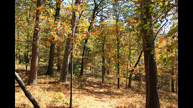 Hobbs: Hidden Diversity - Bashore Ridge Loop - 4 mi photo Hobbs: Hidden Diversity - Bashore Ridge Loop - 4 mi photo