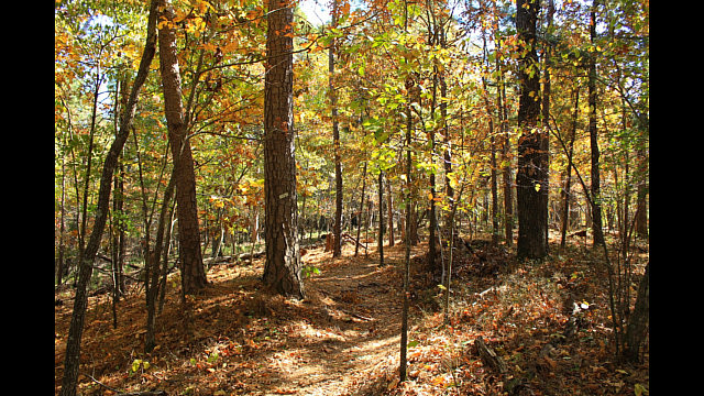 Hobbs: Hidden Diversity - Bashore Ridge Loop - 4 mi photo Hobbs: Hidden Diversity - Bashore Ridge Loop - 4 mi photo